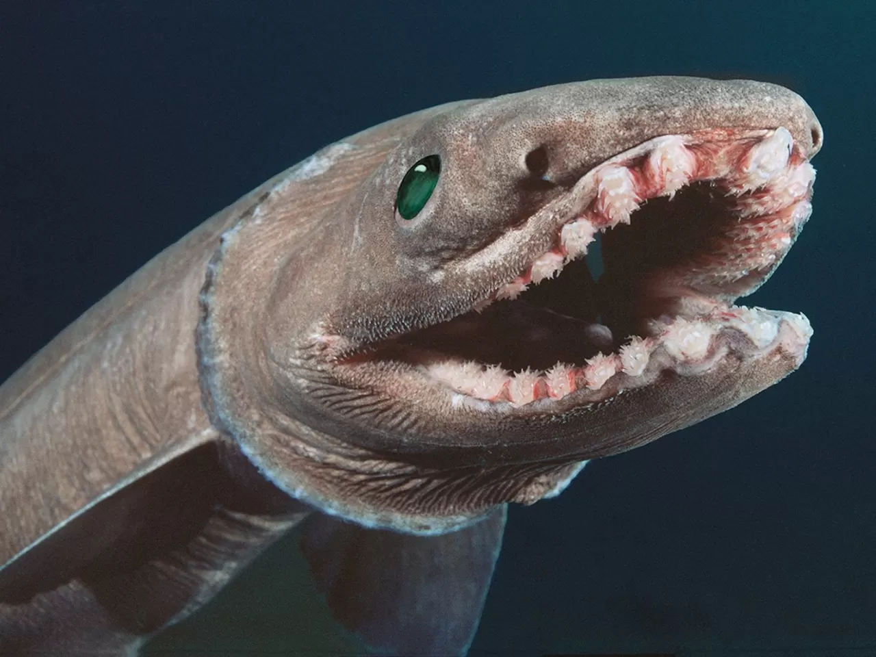 Fırfırlı Köpekbalığı