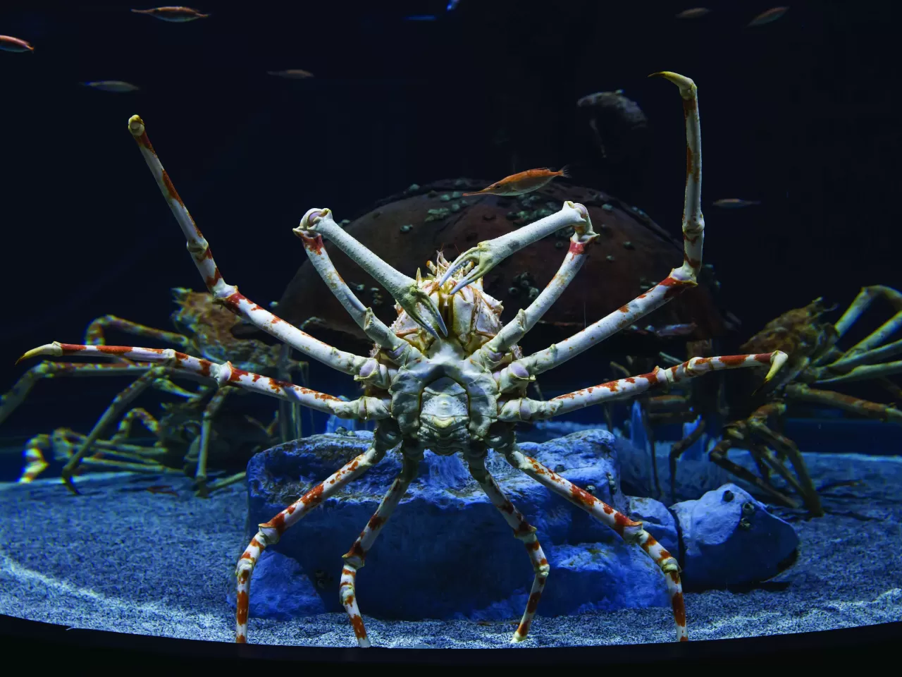 Japon Örümcek Yengeci