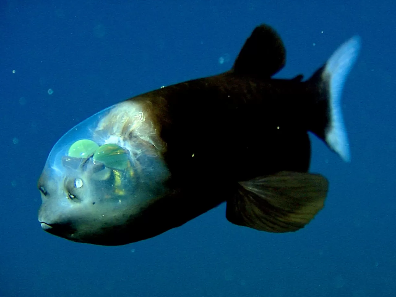 Barreleye Balığı