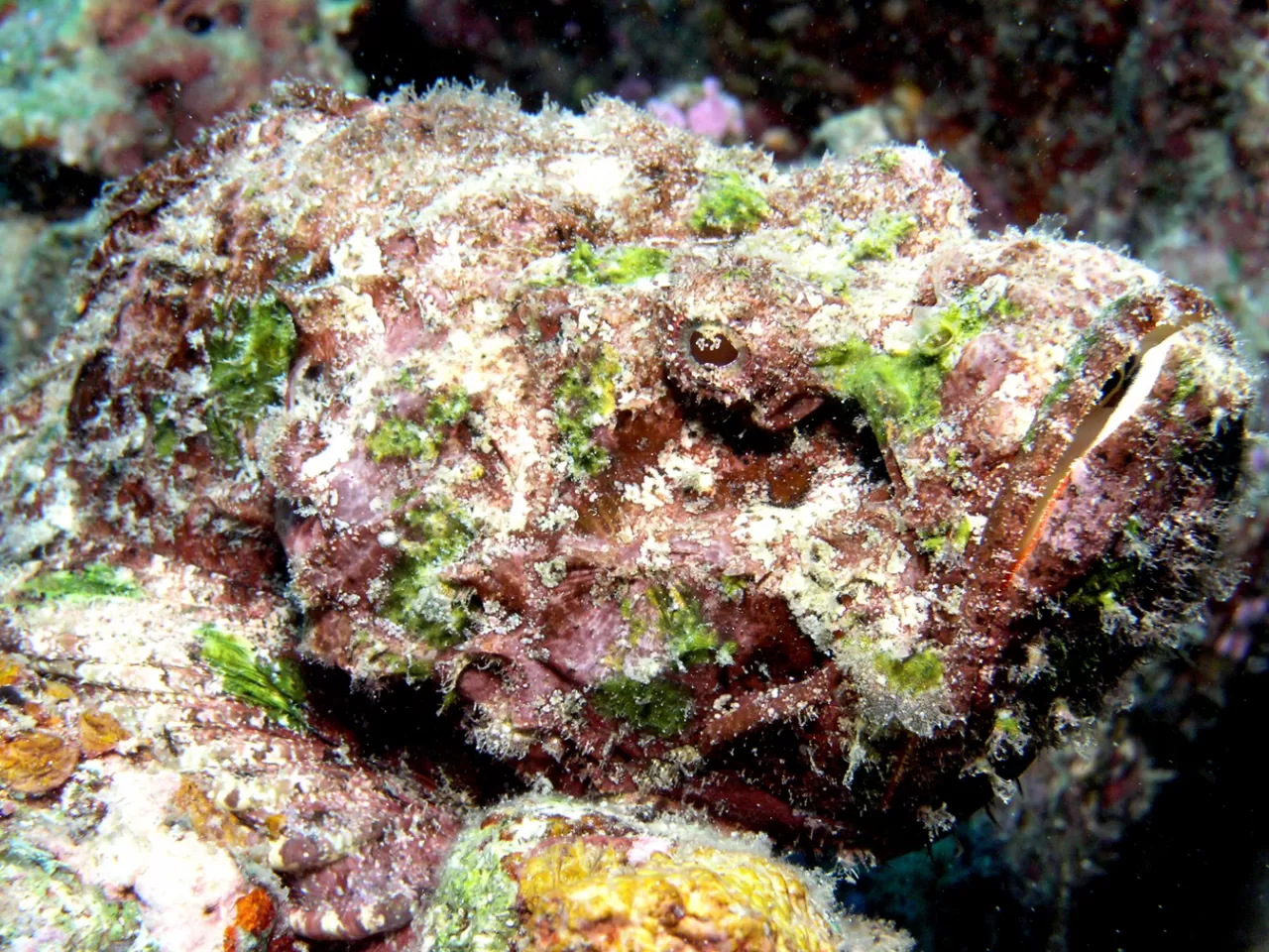 2) Synanceia (Taş Balığı)