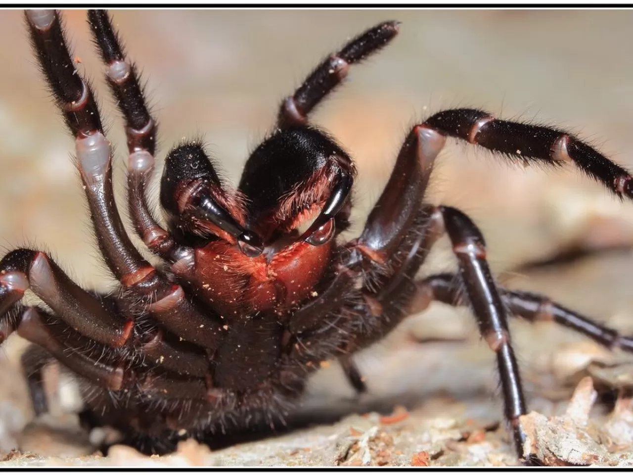 3) Sidney Huni – Ağ Örümceği