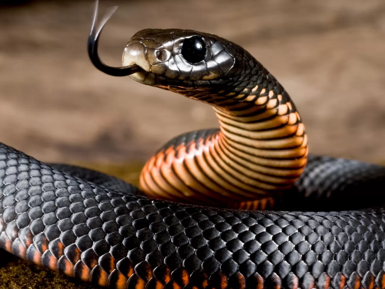 4) Black Mamba (Kara Mamba)