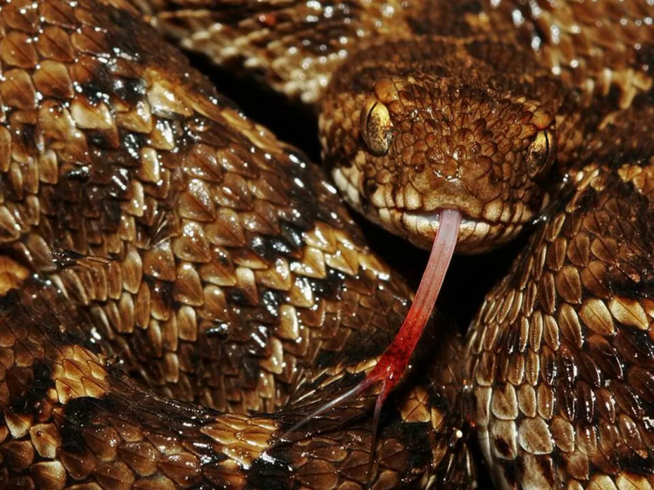 Hint Testere Ölçekli Engereği