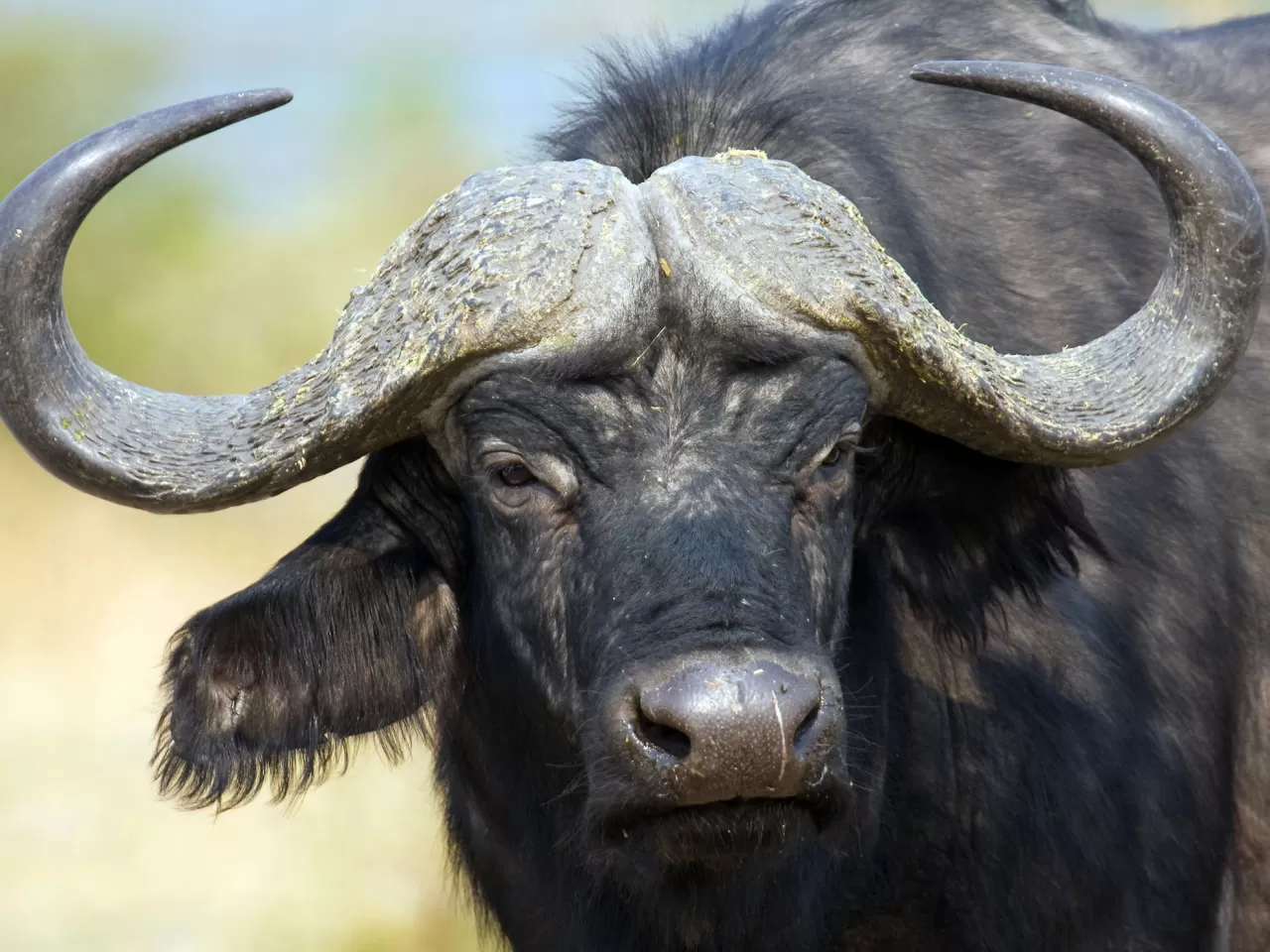 Cape Buffalo