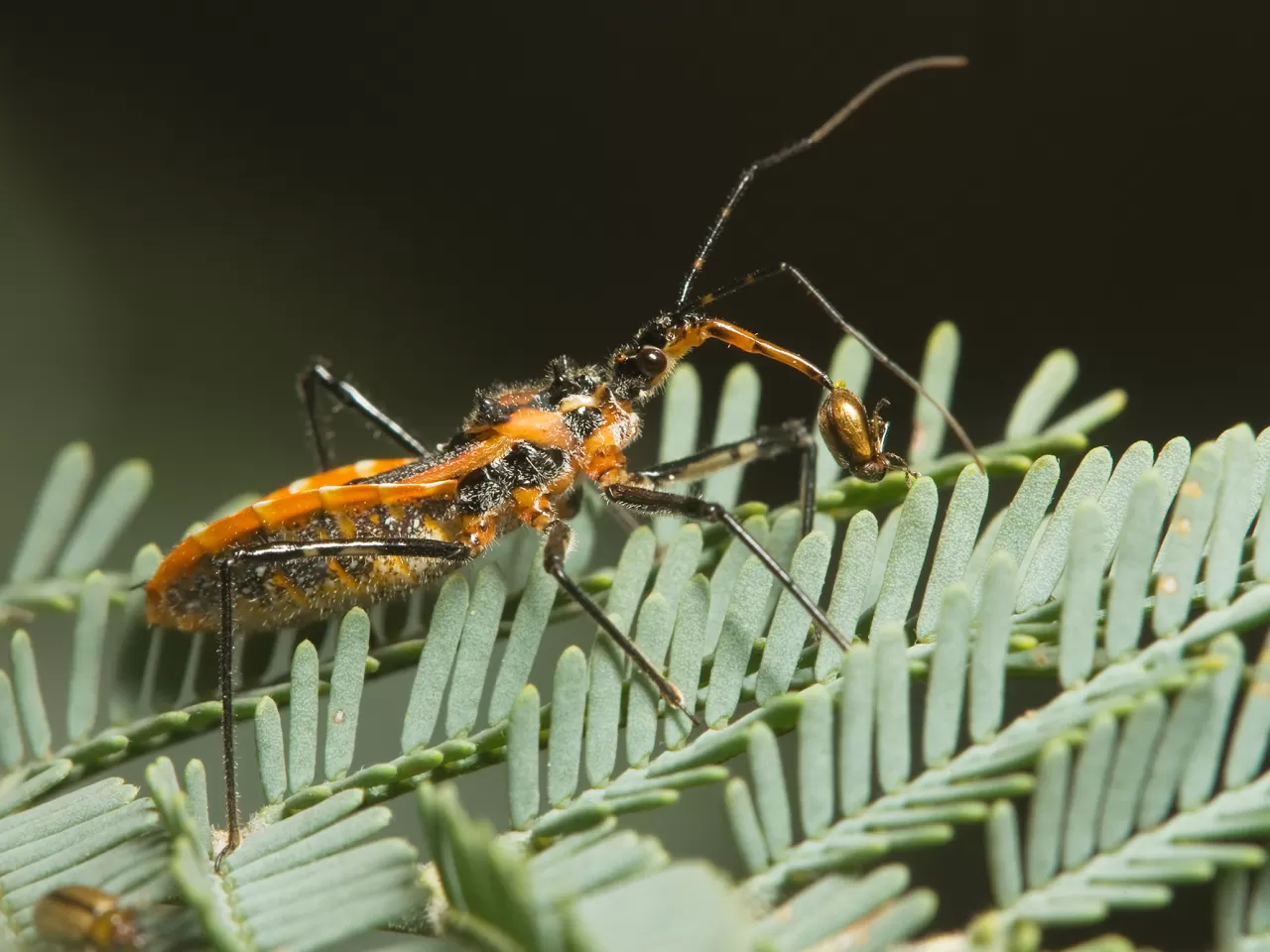 Adımlayıcı Yarım Kanatlılar – Suikastçi Böcekler (Assassin Bug)