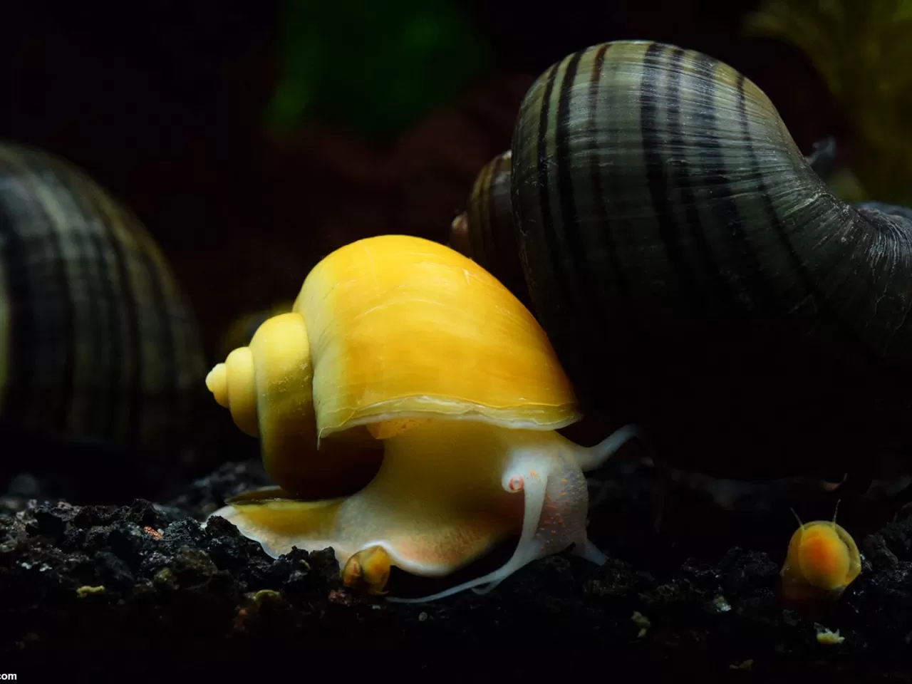 Tatlı Su Salyangozu