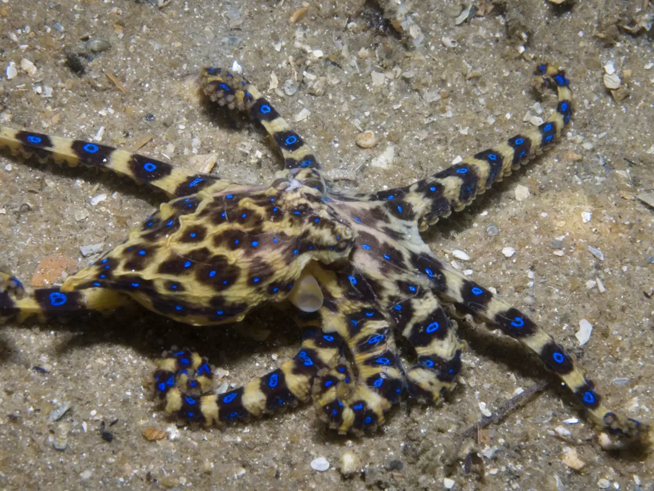 Mavi Halkalı Ahtapot