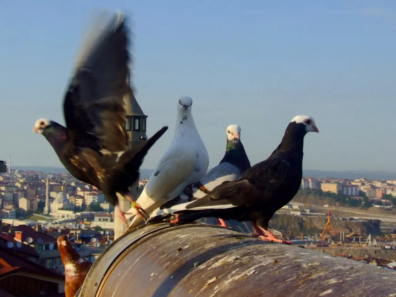 Misket/Güvercin Uçuverdi