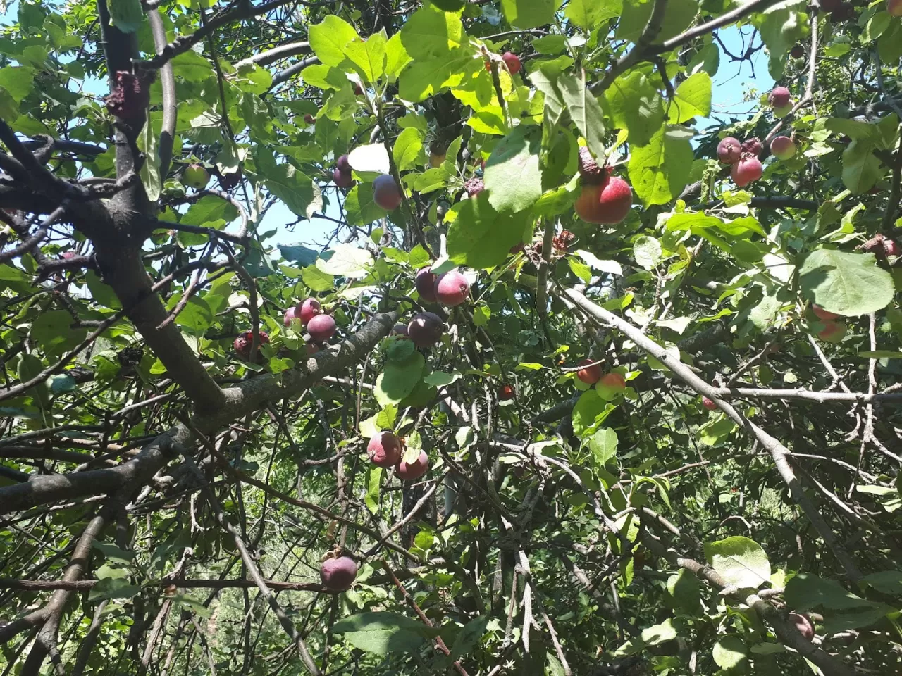 Hastane Önünde İncir Ağacı