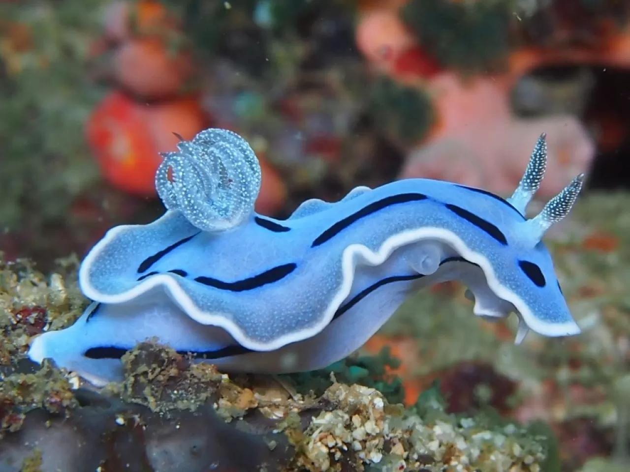 Nudibranch