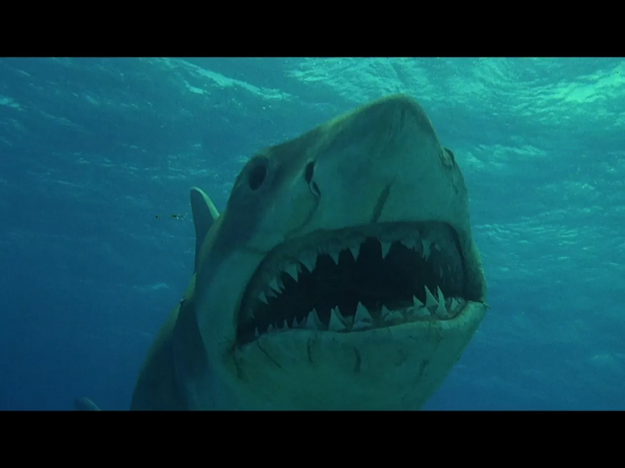 Jaws: The Revenge/ Jaws 4: İntikam