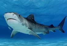 Adrenalini Zirve Yaptıracak İzlenmesi Gereken 10 Köpek Balığı Filmi