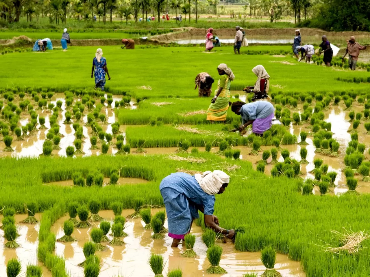 Yeşil Devrim (Green Revolution)