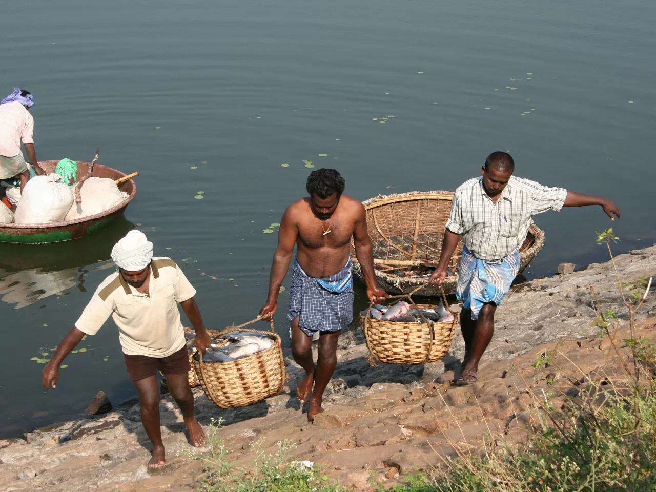 Mavi Devrim (Blue Revolution/ Nili Kranti)