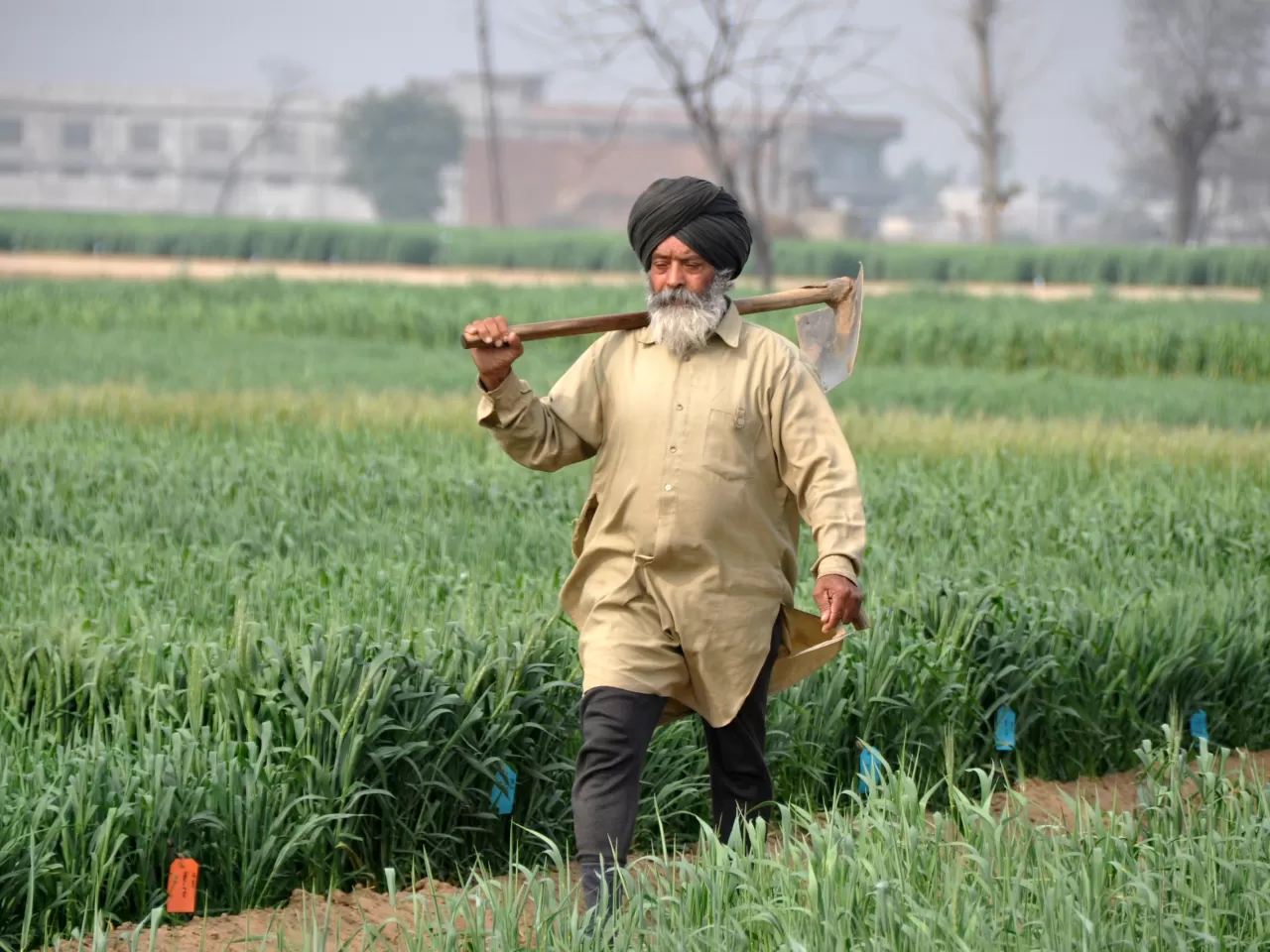 Altın Devrim (Golden Revolution)