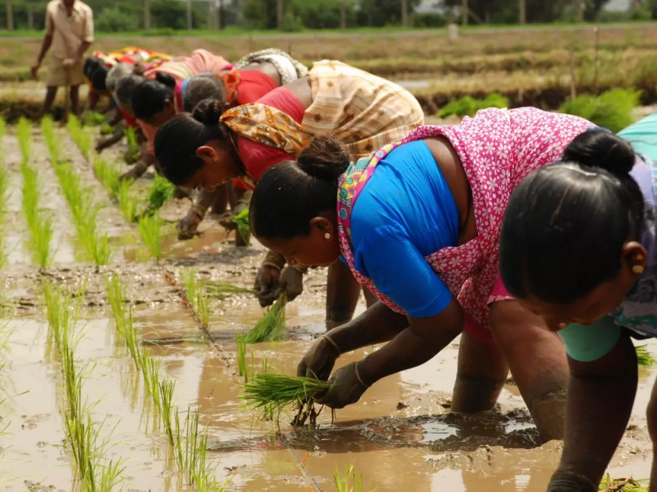 Sarı Devrim (Yellow Revolution)