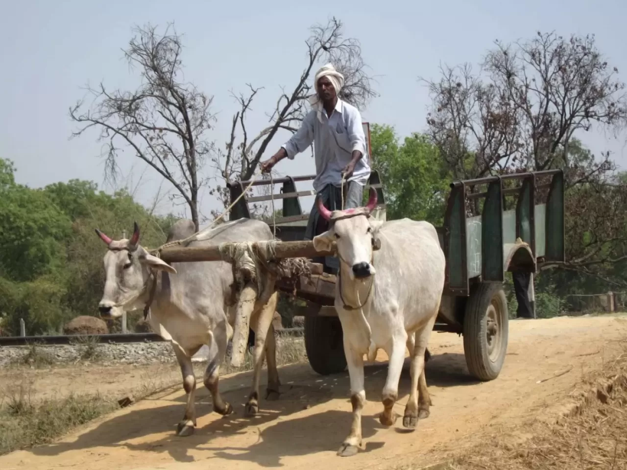 hindistan beyaz devrim