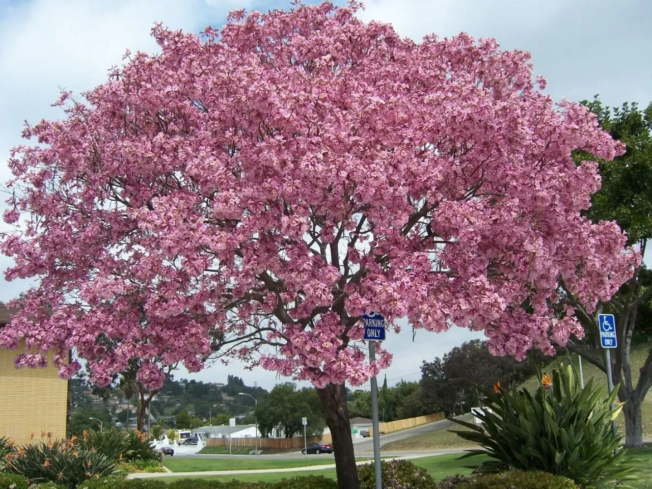 Дерево цветет розовым название. Табебуйя дерево. Муравьнлэое деркво табибуйа. Муравьиное дерево табебуйя. Цветок табебуйя.