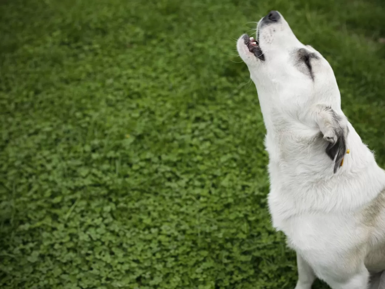 Köpek Ulumasının Uğursuz Sayılması