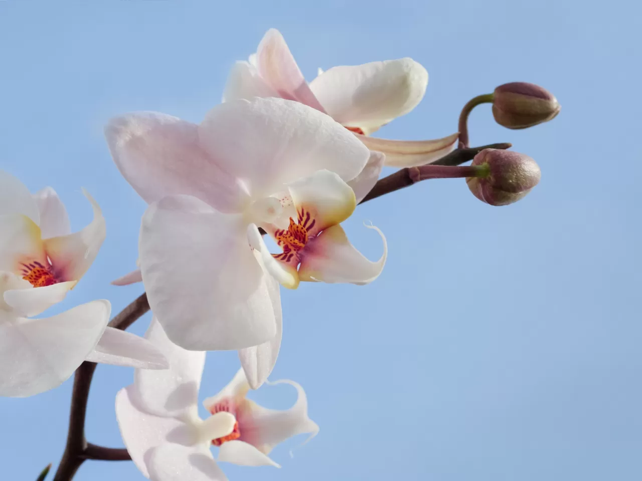 Orkidenin Işık İhtiyacı