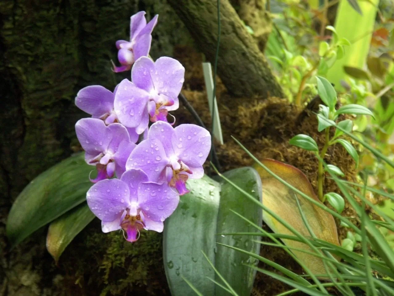 Orkidenin Yaprakları