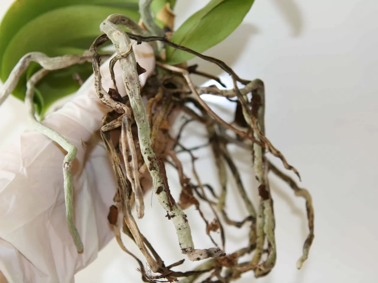 Orkidenin Kökleri Çürürse