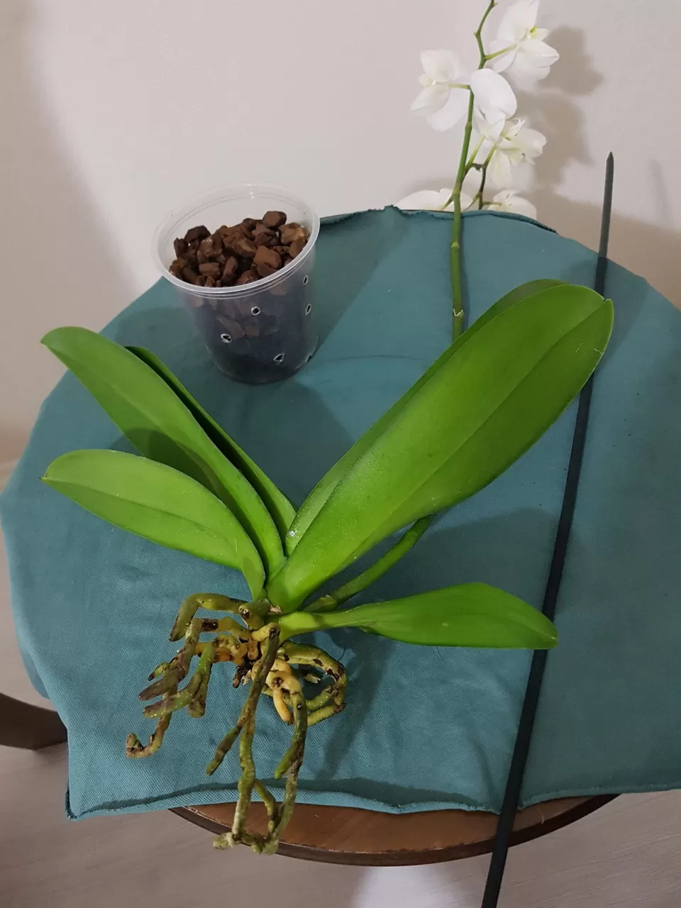 Orkideniz Çiçek Açmayı Bıraktıysa