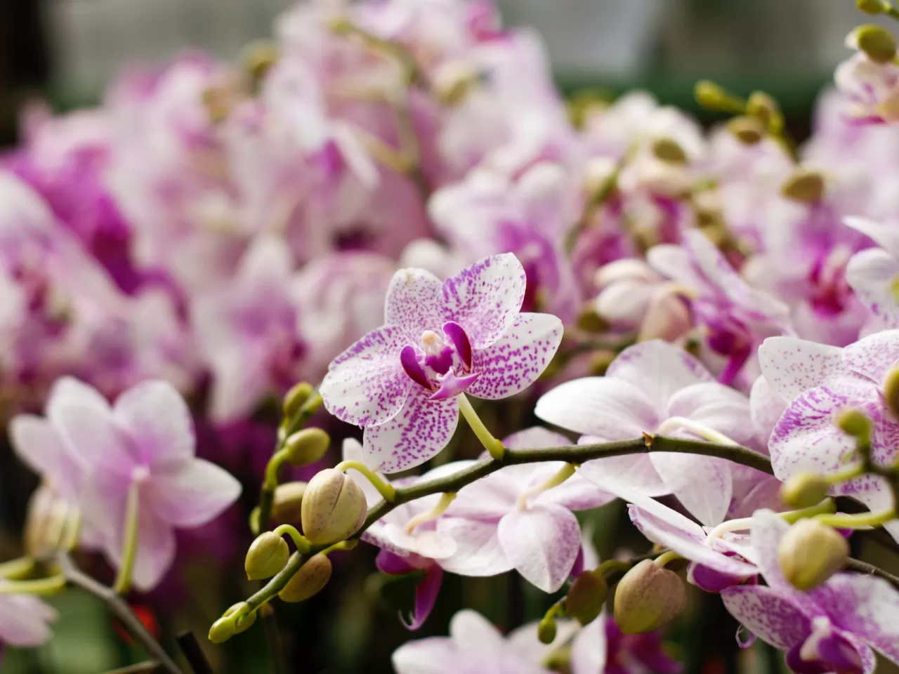 Orkide Çiçeğinin Bakımı ve Püf Noktaları