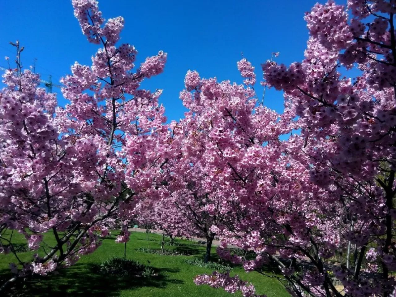 Uluborlu Sakura Cenneti