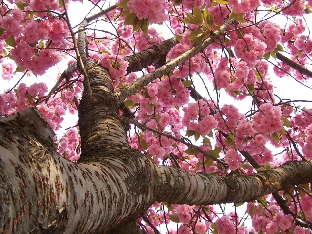 Sakura Ağacının Çiçek Açma Zamanları