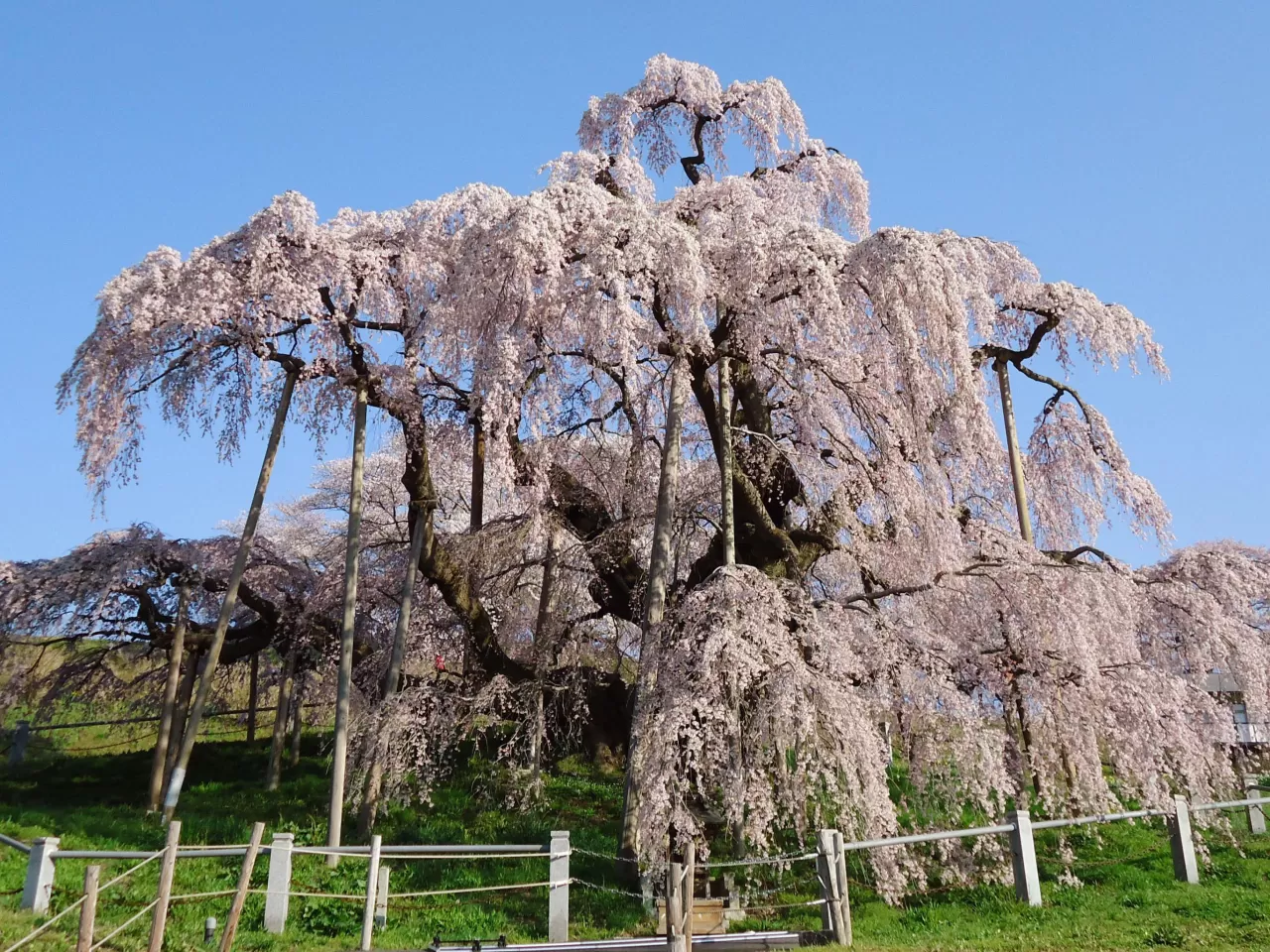 Sakura Ağacı Dikimi