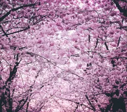 Türkiye'de Japon Kirazı Sakuraları Görebileceğiniz 5 Yer