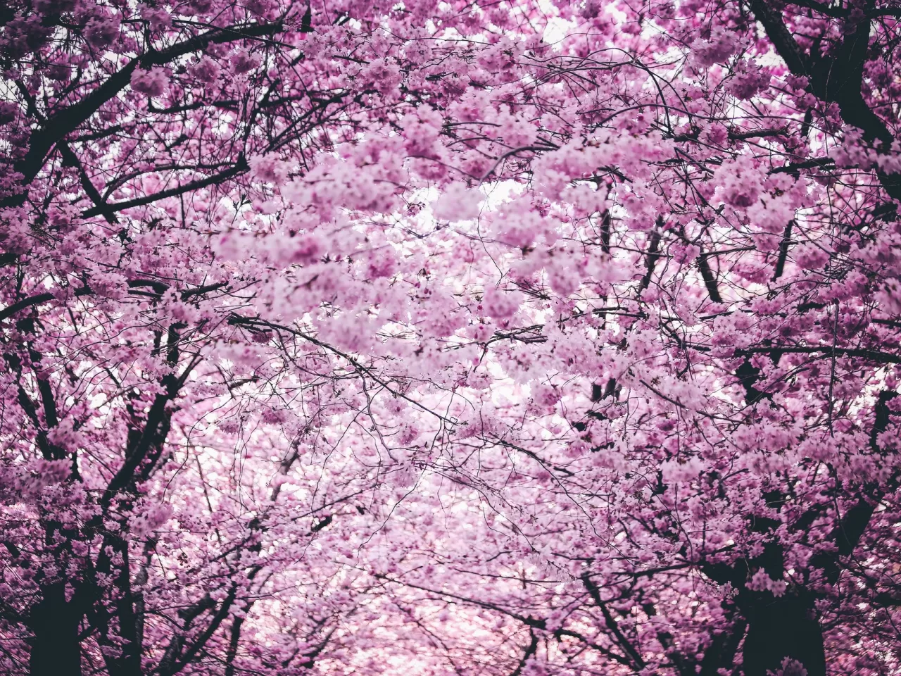 Türkiye'de Japon Kirazı Sakuraları Görebileceğiniz 5 Yer