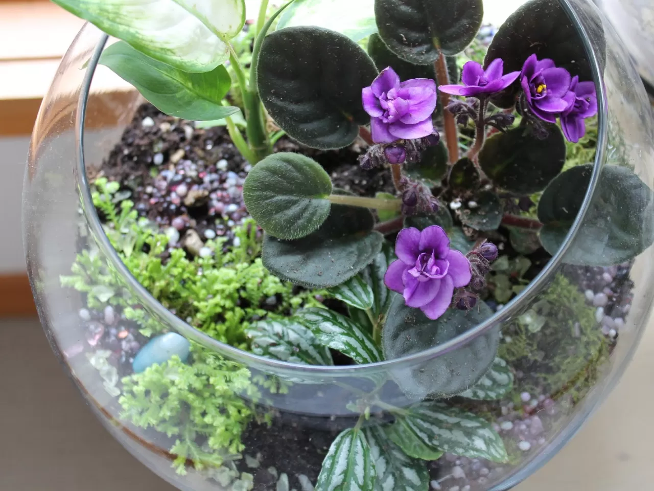 Menekşe Çiçeğinin Bakımı ve Beslenmesi