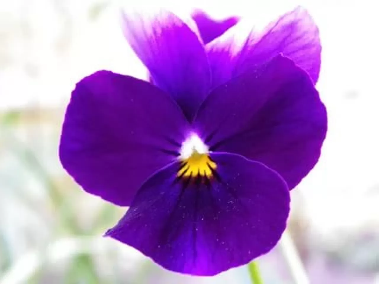 Menekşelerin Işık ve Nem Dengesini Sağlama