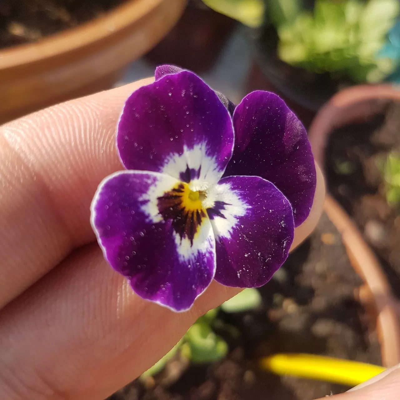 Menekşe İçin Ortam Isısı