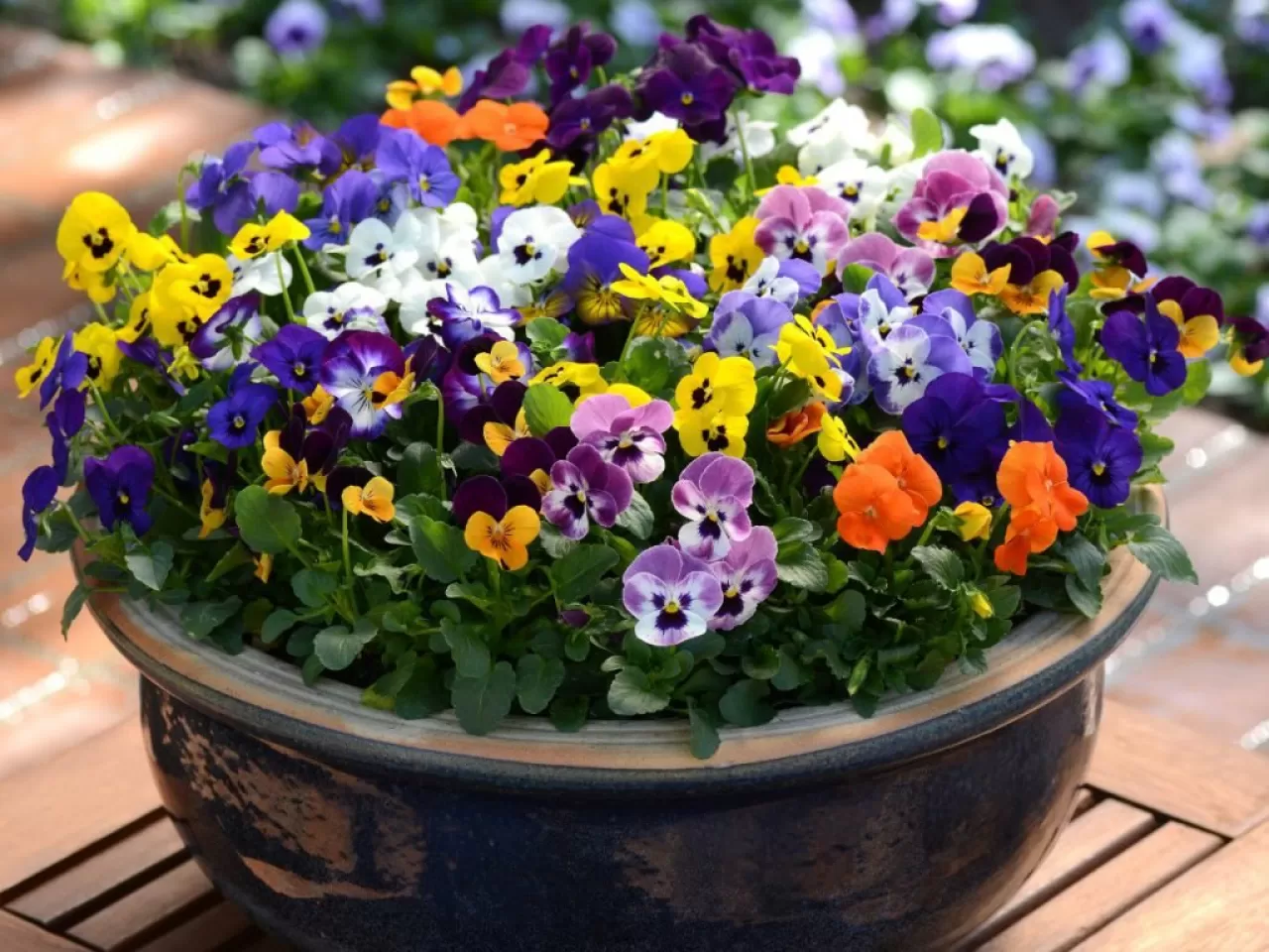 Menekşe Saksısının Özellikleri