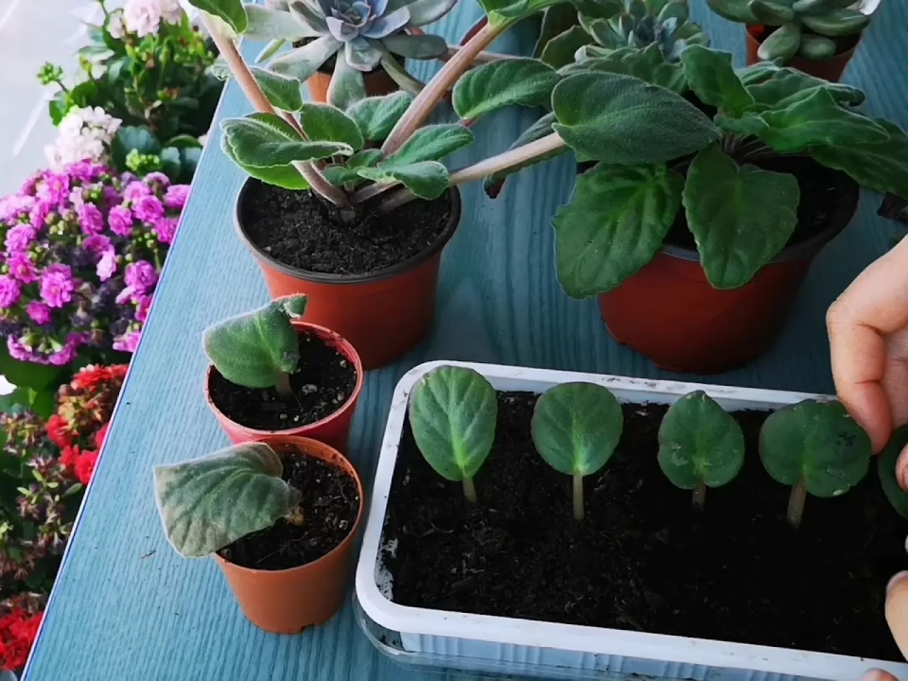 Menekşeyi Çoğaltmak İçin Ne Yapmalı