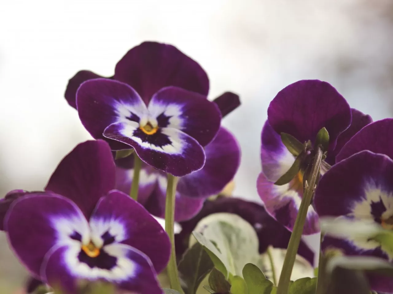 Kaz Boynu Sorunu Nedir?