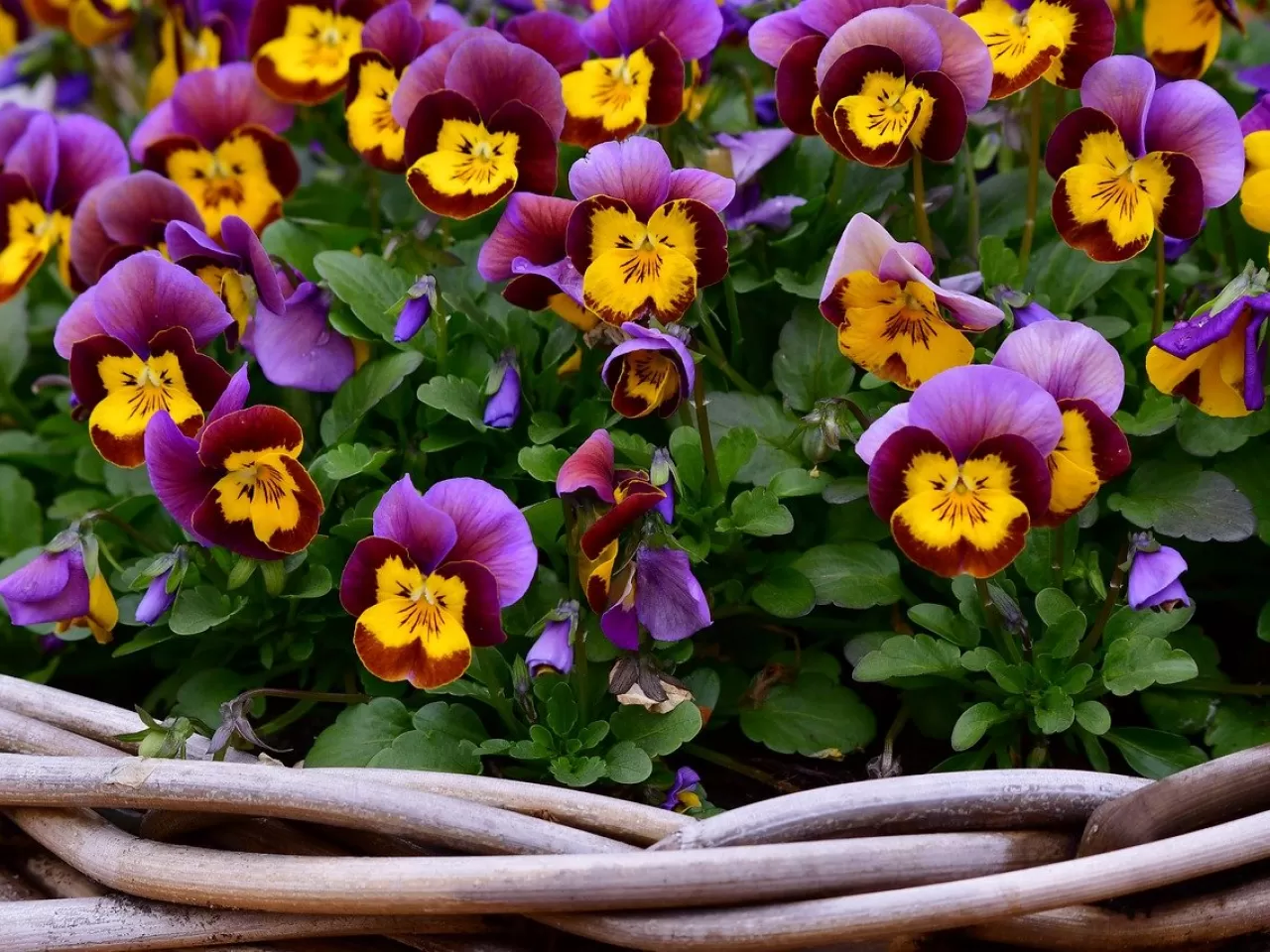 Menekşenin Çiçek Açması