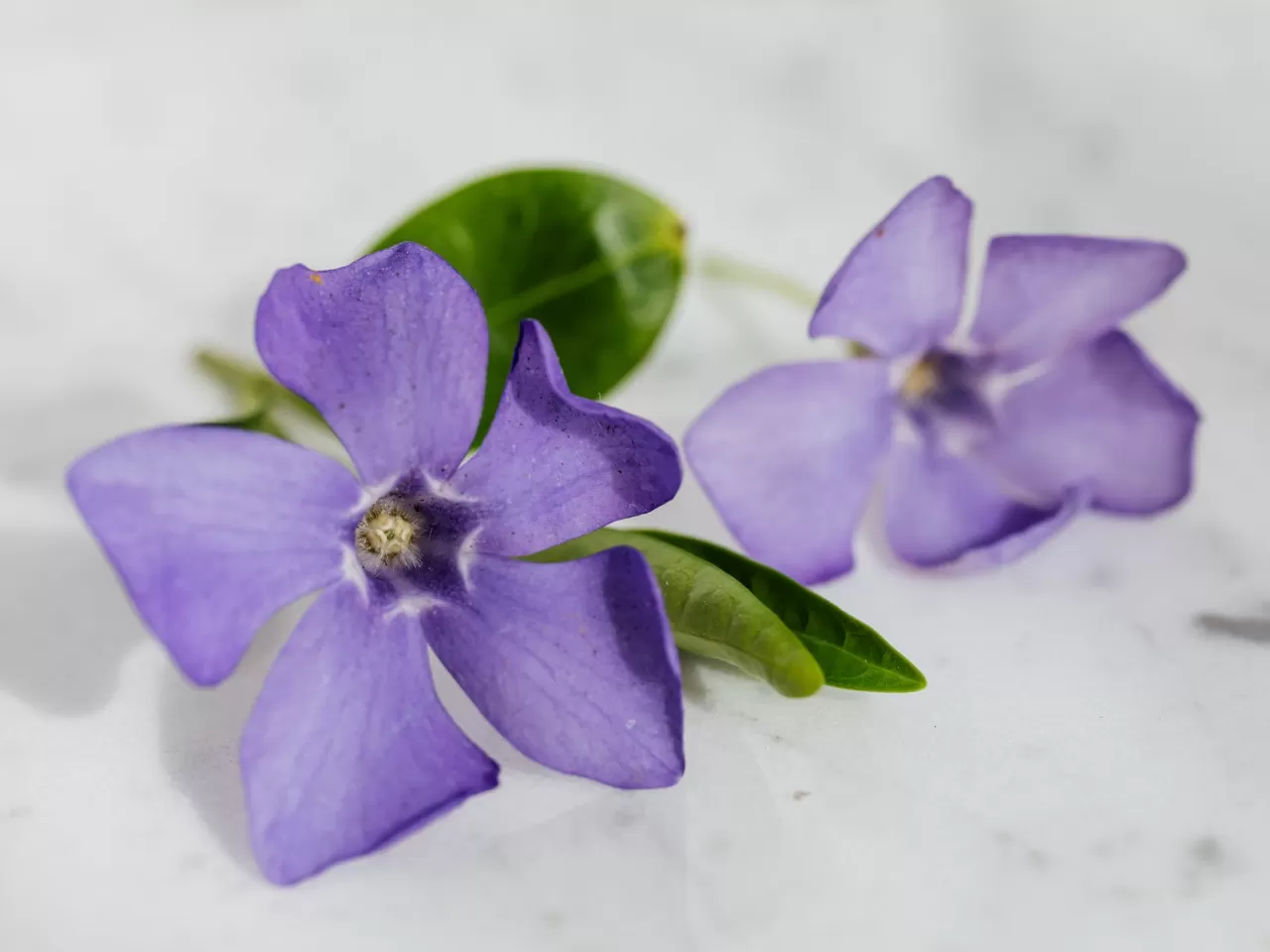 Menekşe Çiçeğinin Sulanması