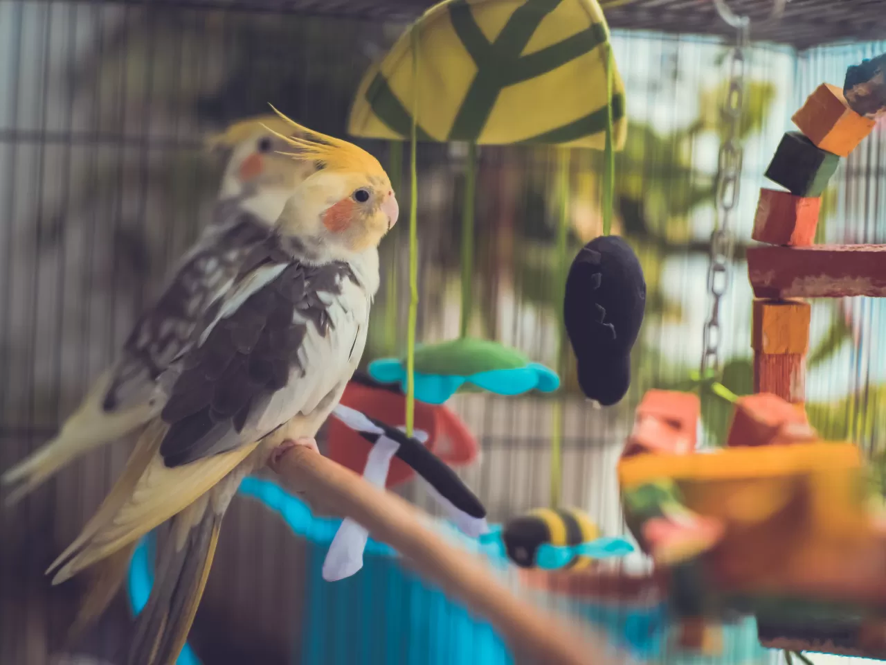 Sultan Papağanın Kafesi Nasıl Olmalı