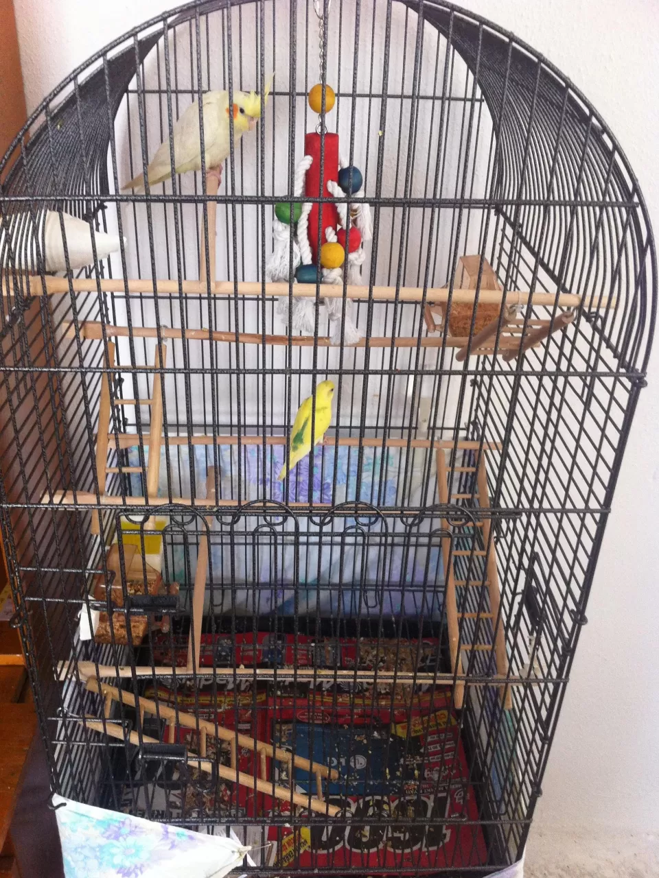 Kafesinde Neler Olmalı