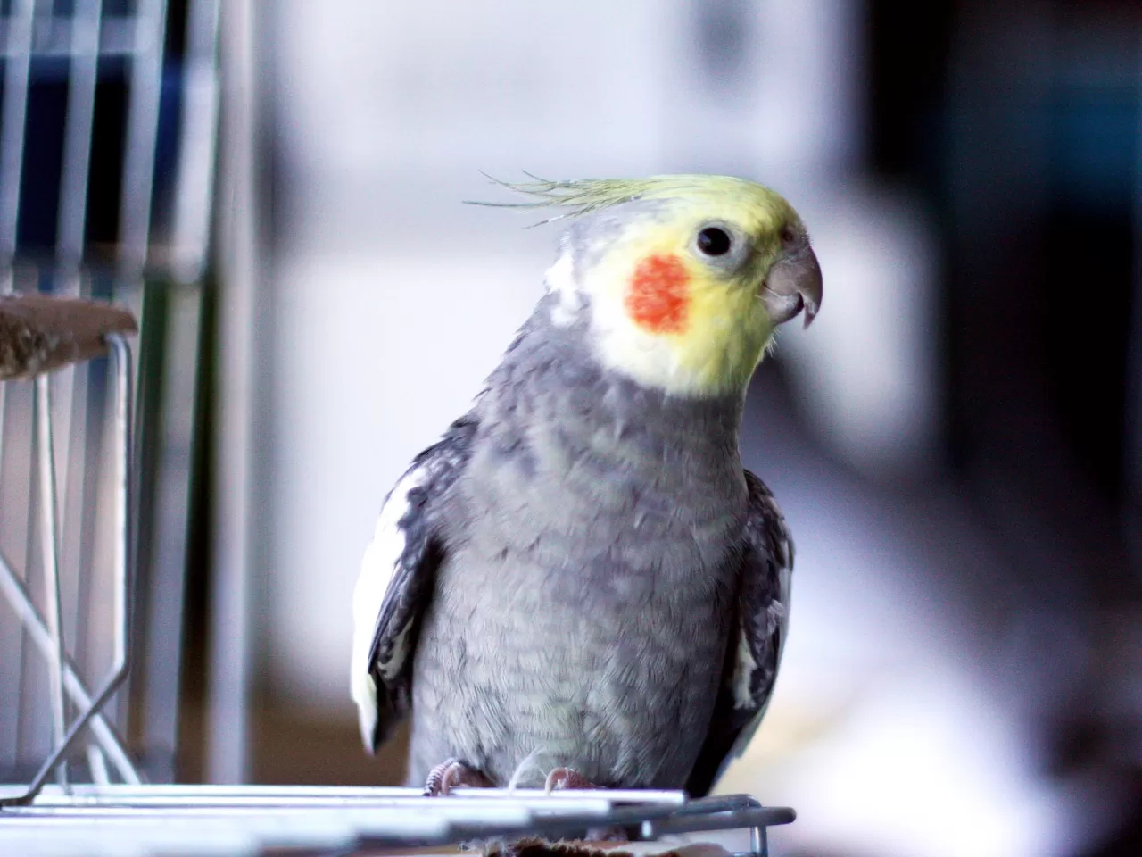 Sultan Papağanın Sağlığı