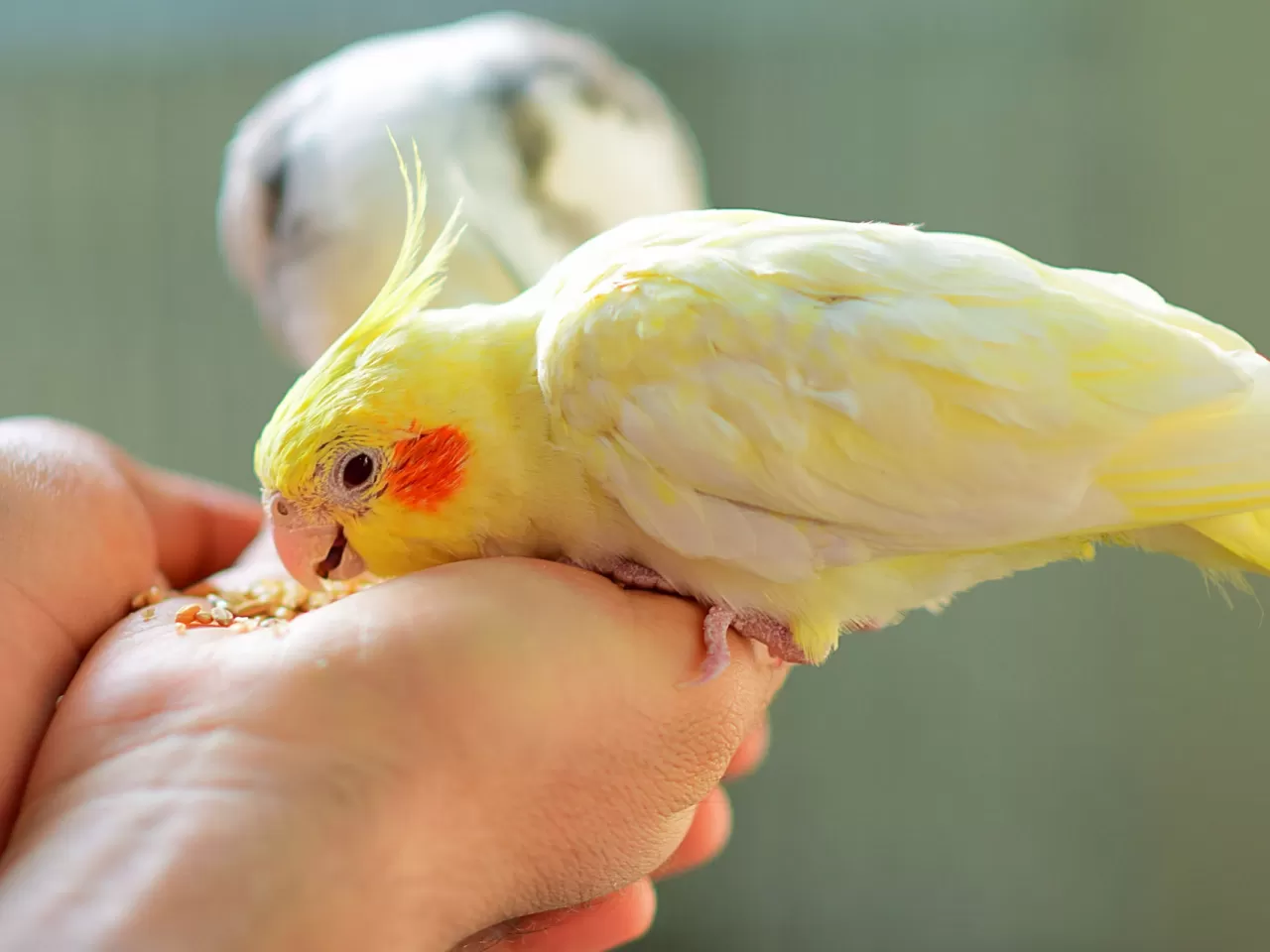 Sultan Papağanın Beslenmesi