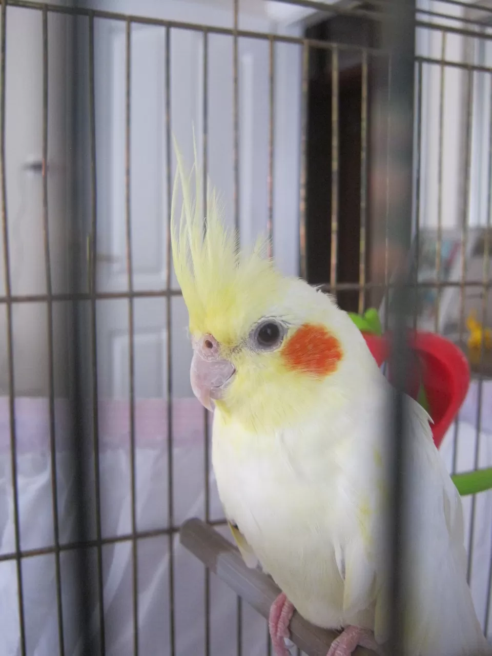 Sultan Papağanlarda Cinsiyet Ayrımı