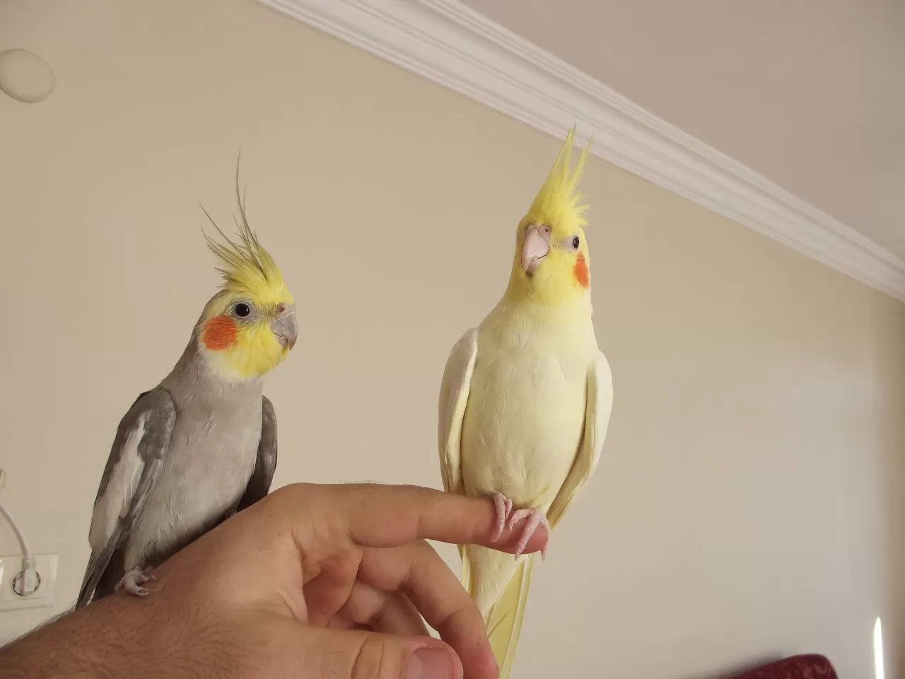 Sultan Papağanı Konuşturma