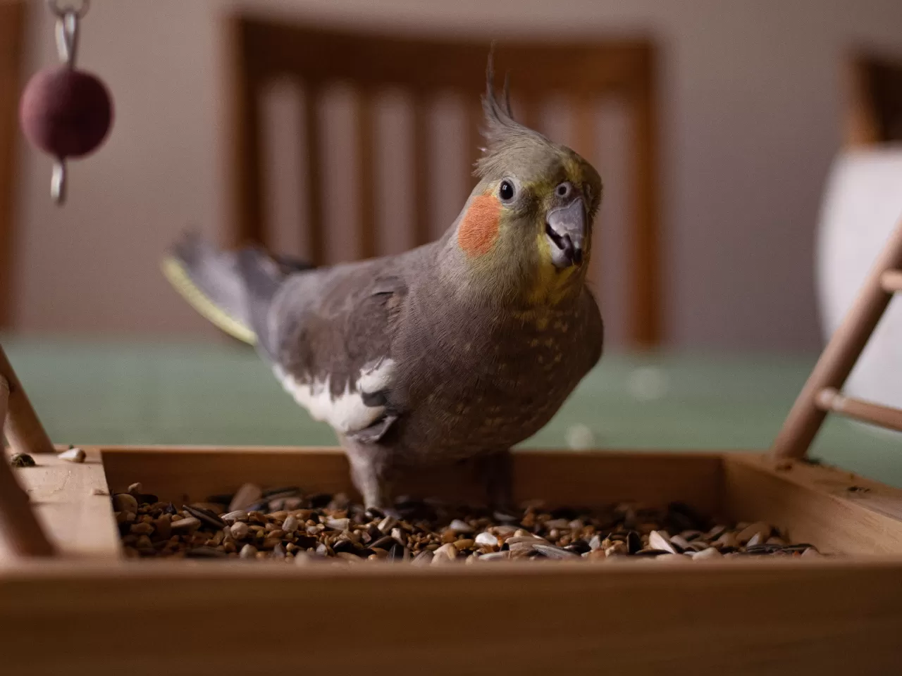 Sultan Papağanının Kişiliği ve Davranışları