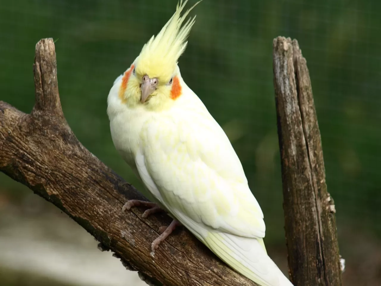Sultan Papağanı Bakımı, Özellikleri ve Beslenmesi