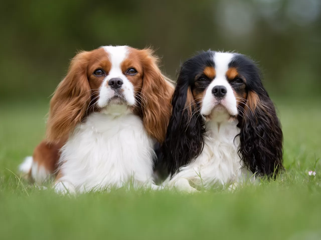 Cavalier King Charles Spaniel Irkının Genel Özellikleri
